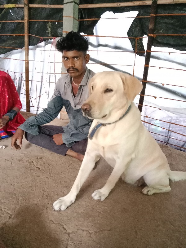 female Labrador