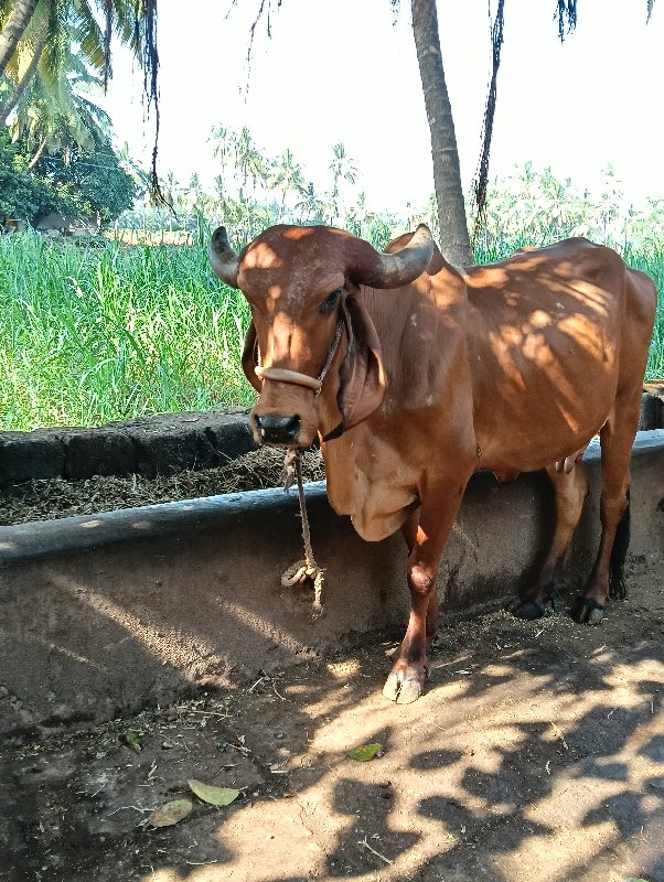 ગાય વેચવાની છે