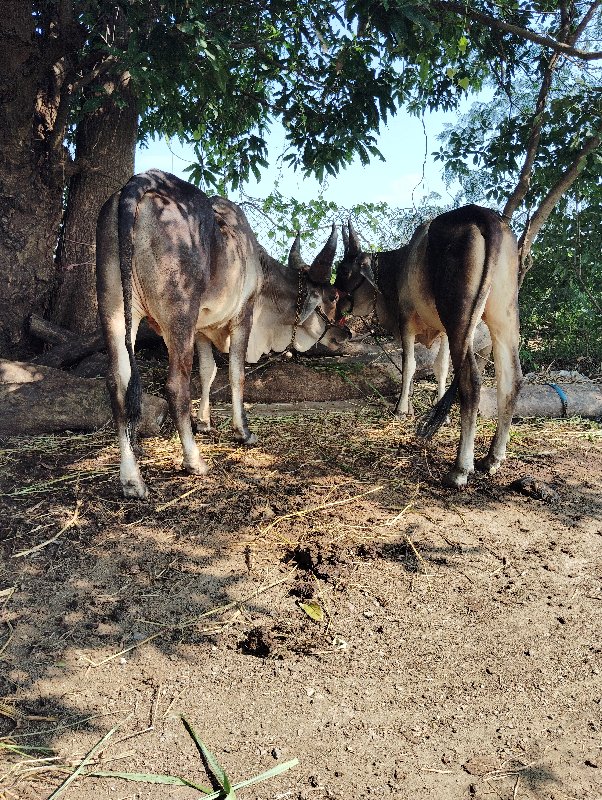 બળદ વઢીયારા