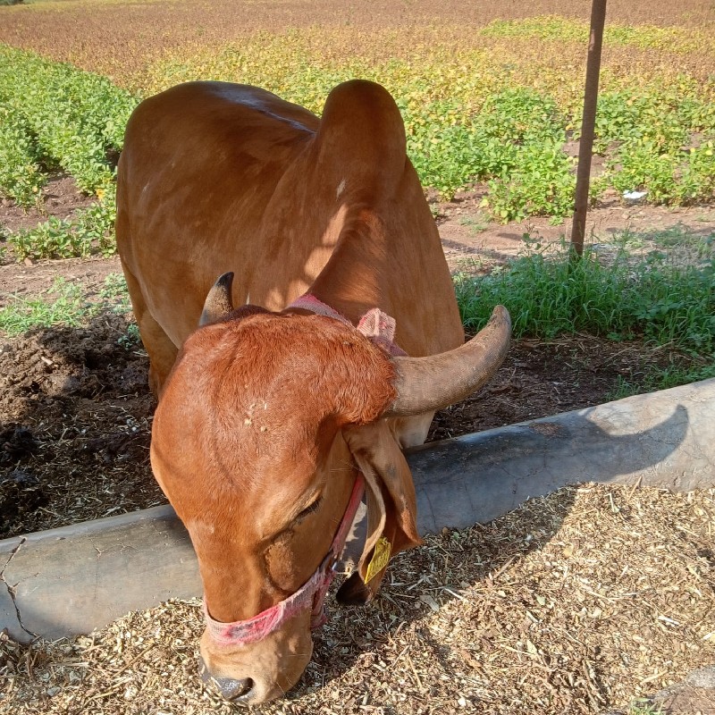 ગીર ગાય વેસવાની...