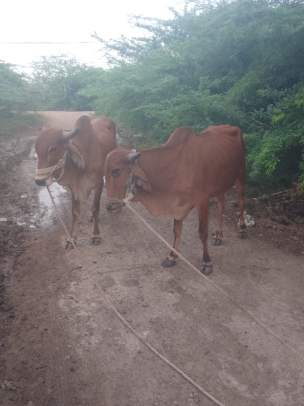 ગોડલા વેચવાના છ...