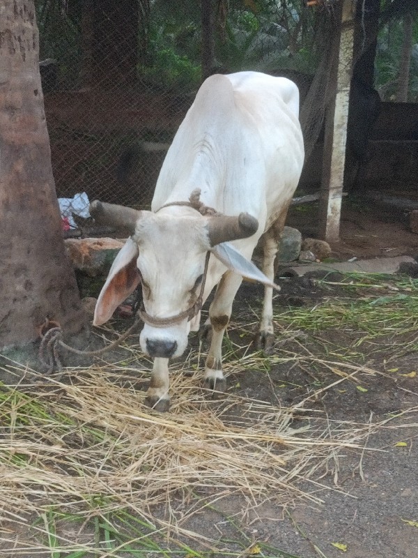 ગાય વેચવાની છે