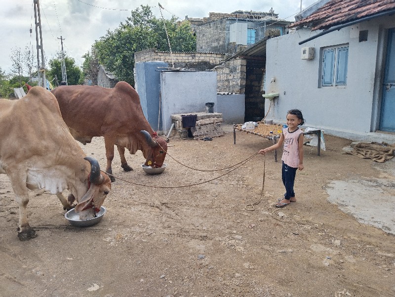 બળદ વેચવાના છે