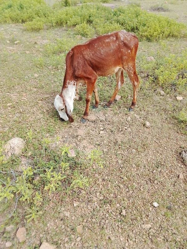 સામત