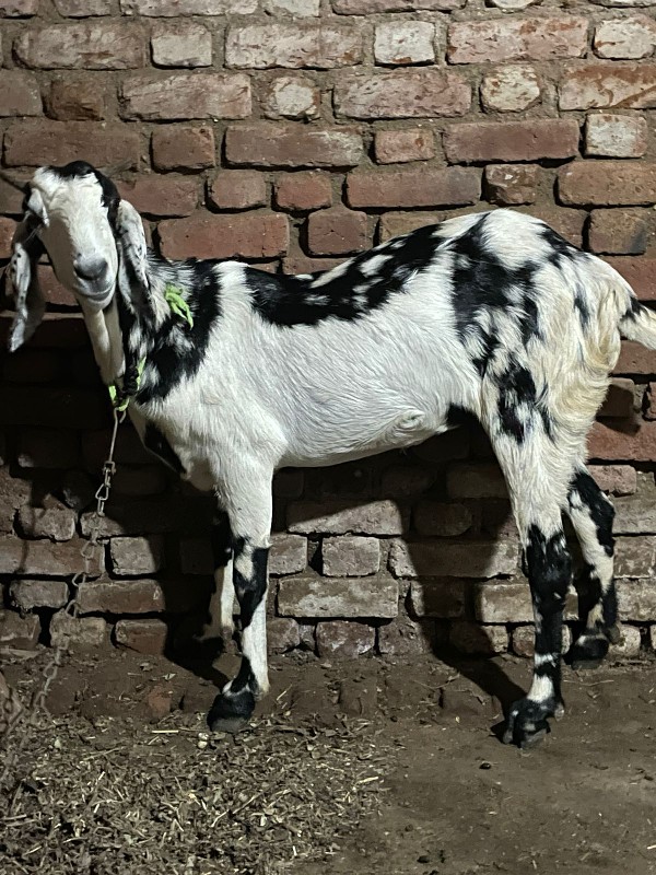 Gujri bakri.