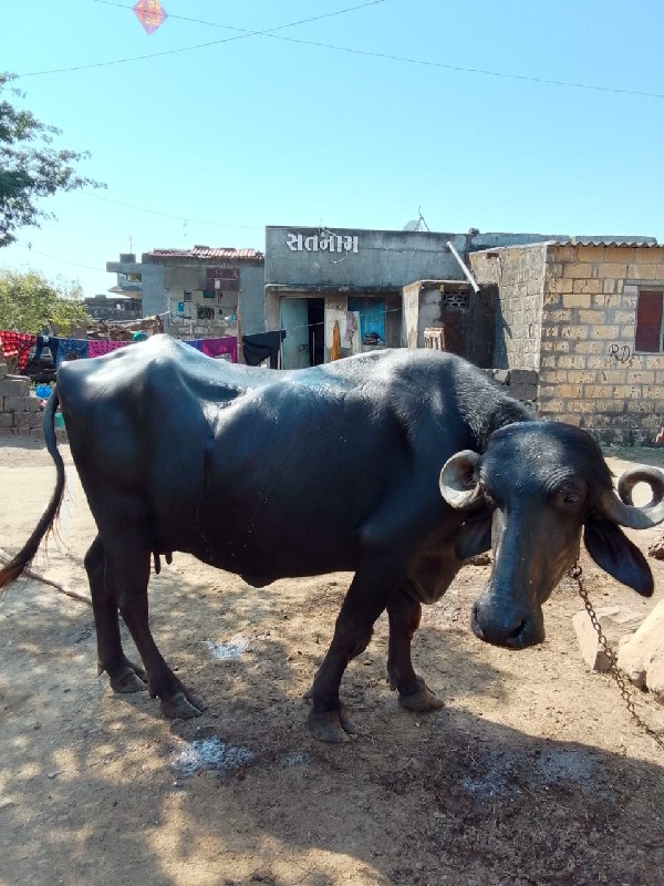 ભેંસ વેચવાની છે