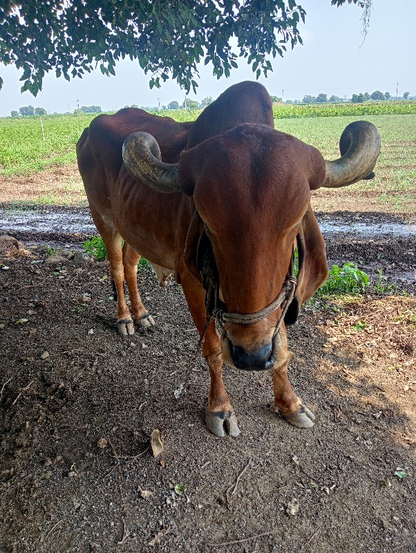 બળદ વેચવાનો છે