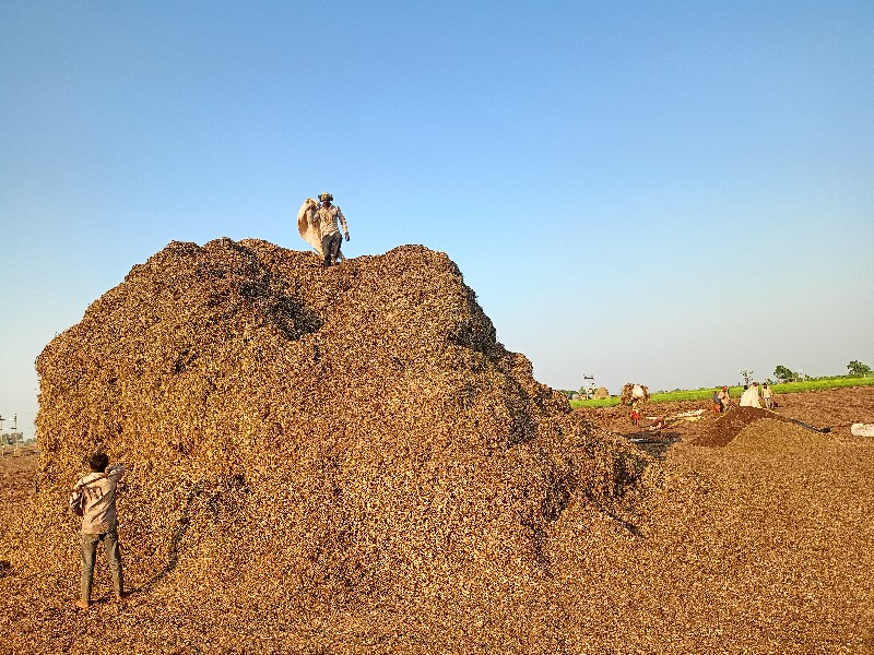 મગફળી નો પાલો વ...