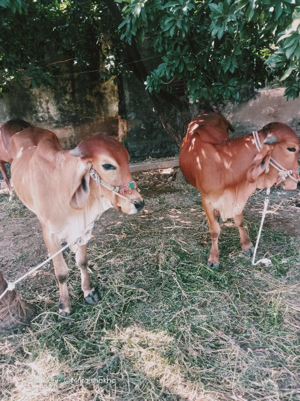 ગોઢલા