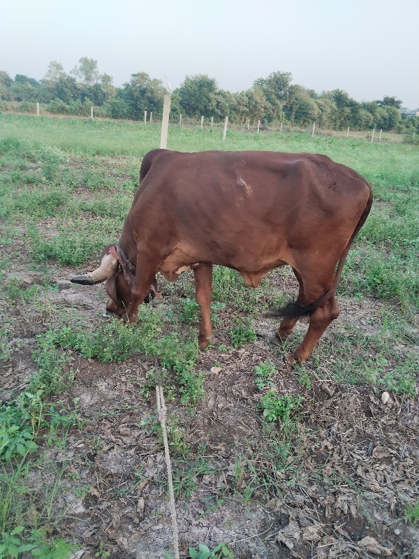 આ વાસળી વેચવાની...