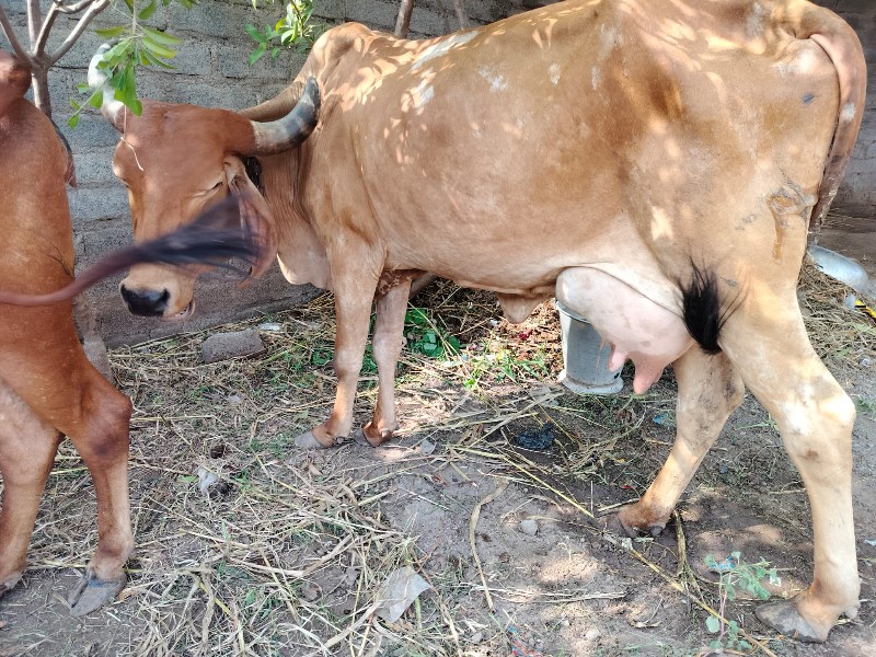 ગાય‌‌ વેચવાનું...