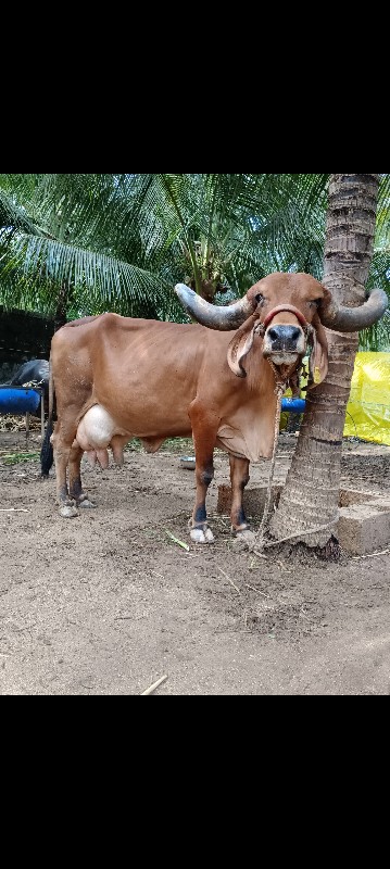 ગાય  ત્રીજું વે...