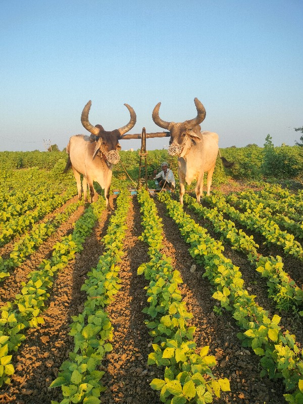 આ બરઘ વેચવાના છ...