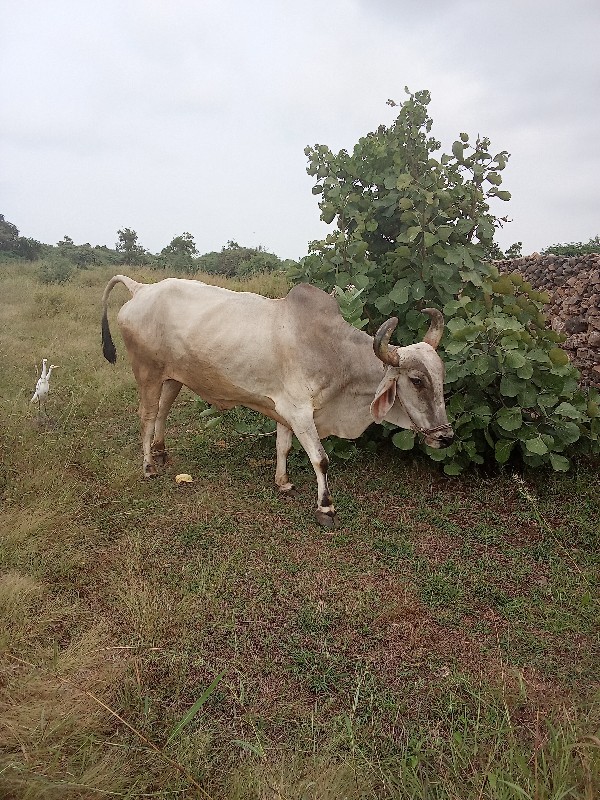 આ બળદ વેચવાનો છ...