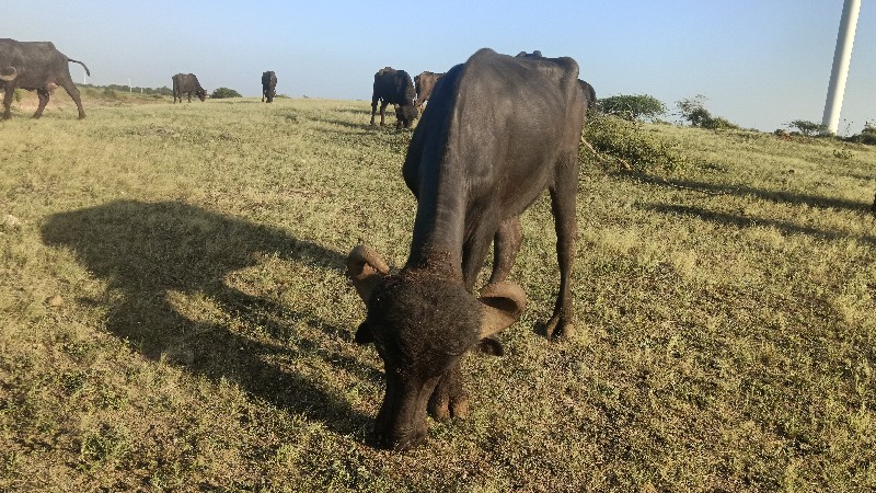 ખડેલુ