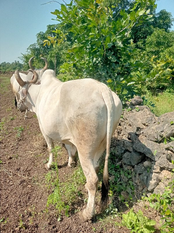 બળદ વેચવાનાછે