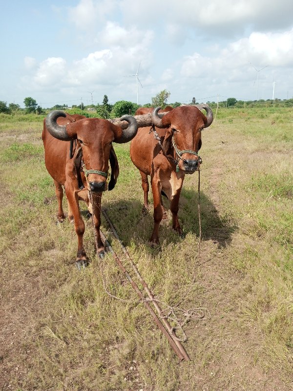 બળદ વેચવાના છે