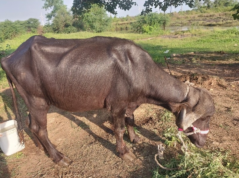 ખડેલુ