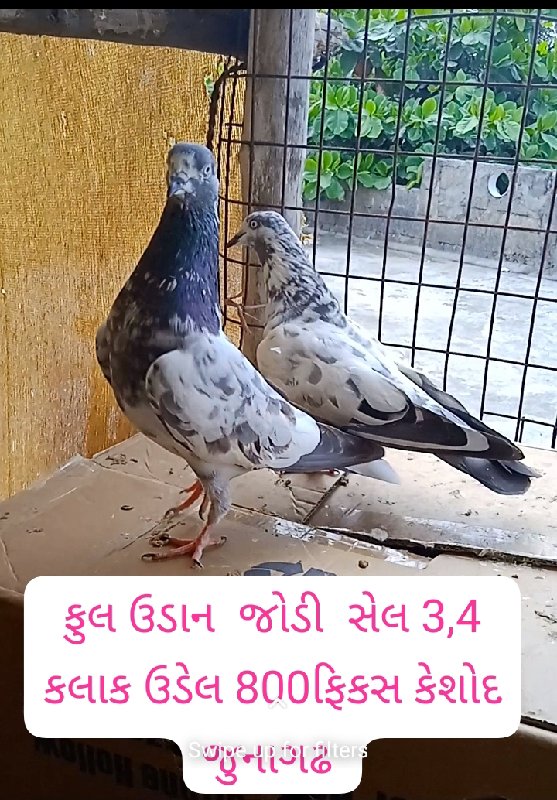 6 કબુતર  વેચવાન...