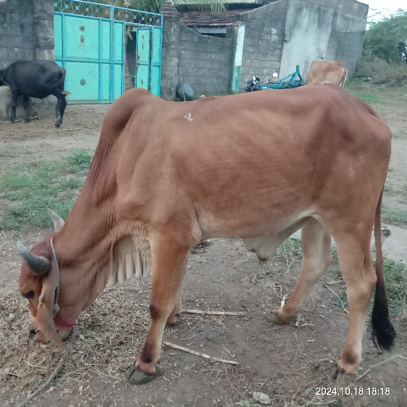 ગોઢલા  વેચવાના...