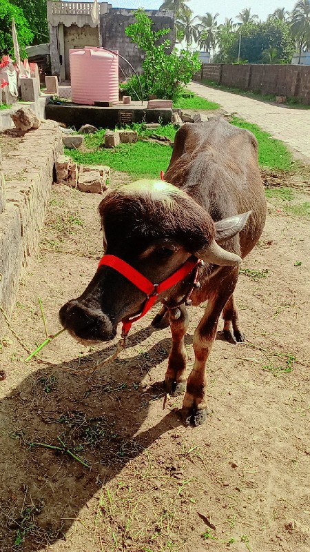 પાડો વેશવા નો છ...