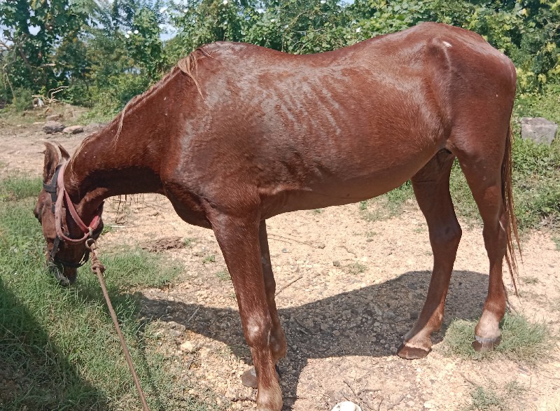 ઘોડી વેચવાની છે...