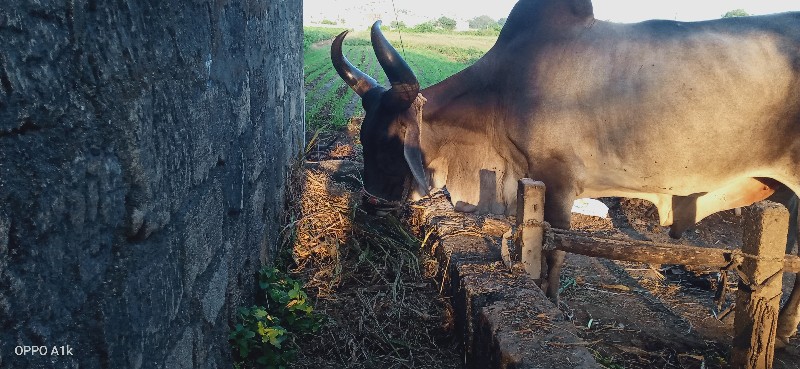 બળદ