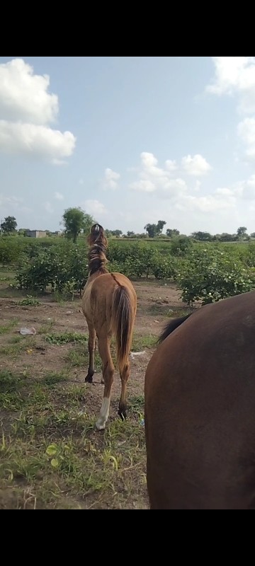 પ્યોર કાઠીયાવાડ...