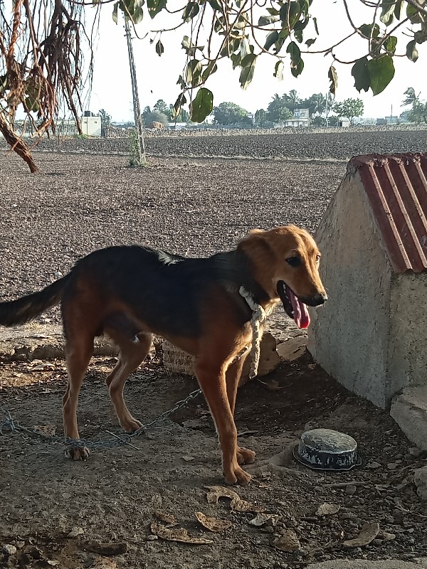 જર્મન કુતરો વેચ...