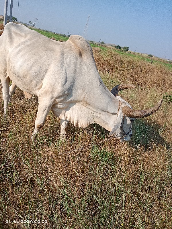 બળદ વેચવાના છે