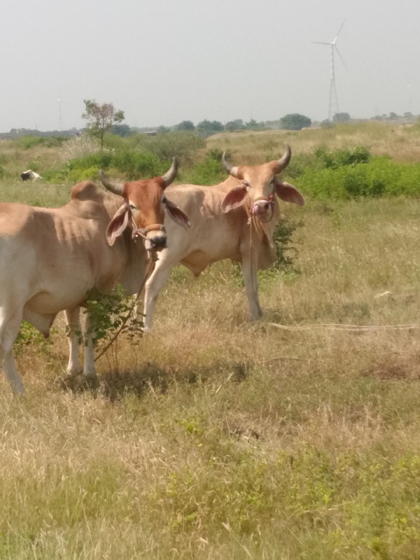 ચાલુ છે