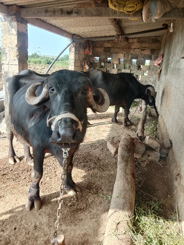 વેચવાની શે