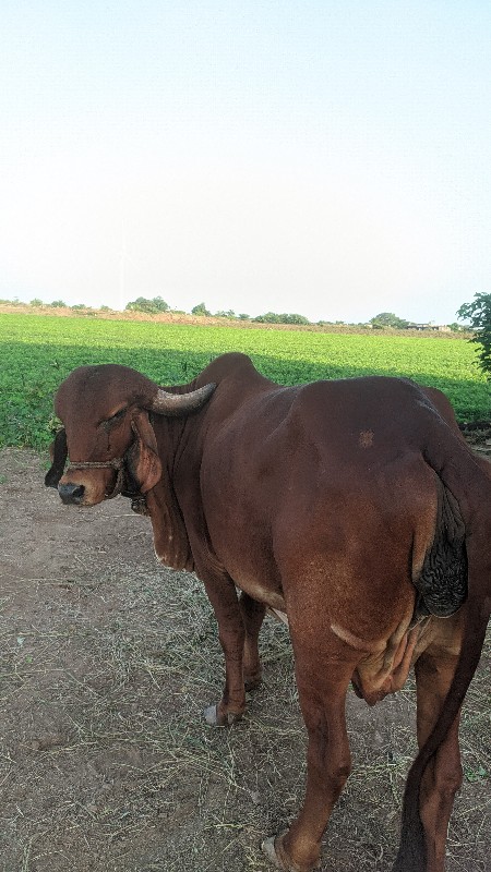 ગીર ગાય વેચવા ન...