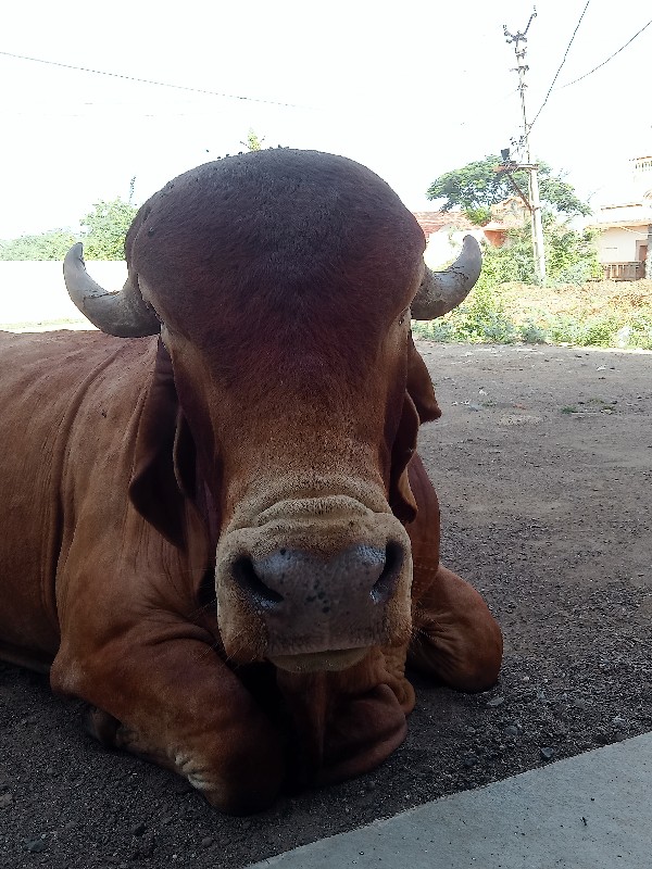 આ ઘૂંટ વેચવાનોછ...