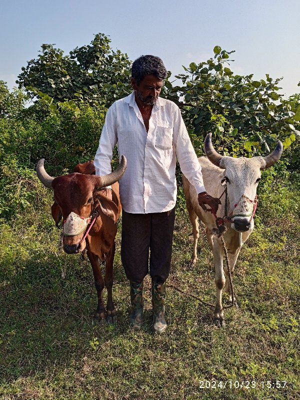 ગોદલા વેચવાનો છ...