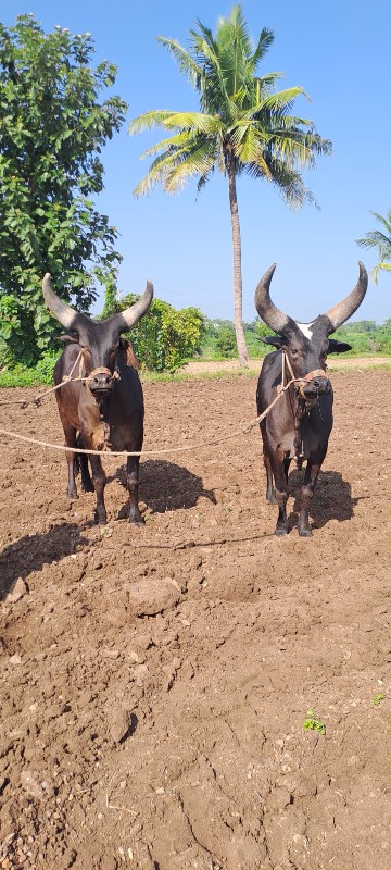 બળદ વેચવાના છે