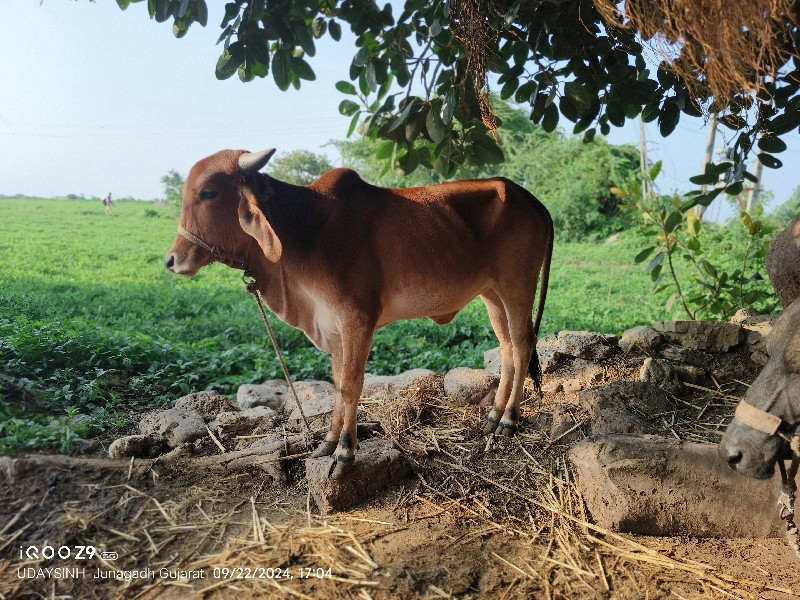 આ વાછડી દેવાની...