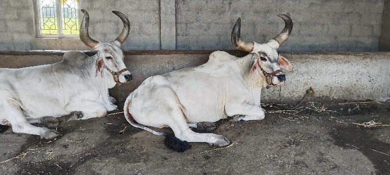 સાવ સોજા સે