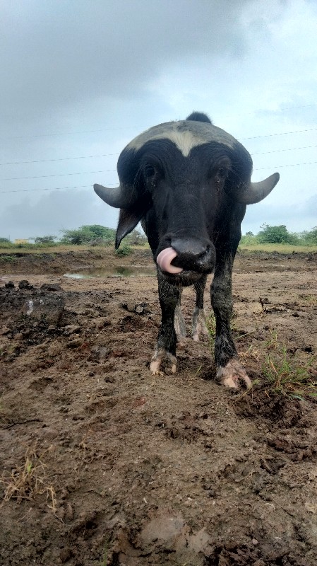 પાડો છે અઢી વર્...