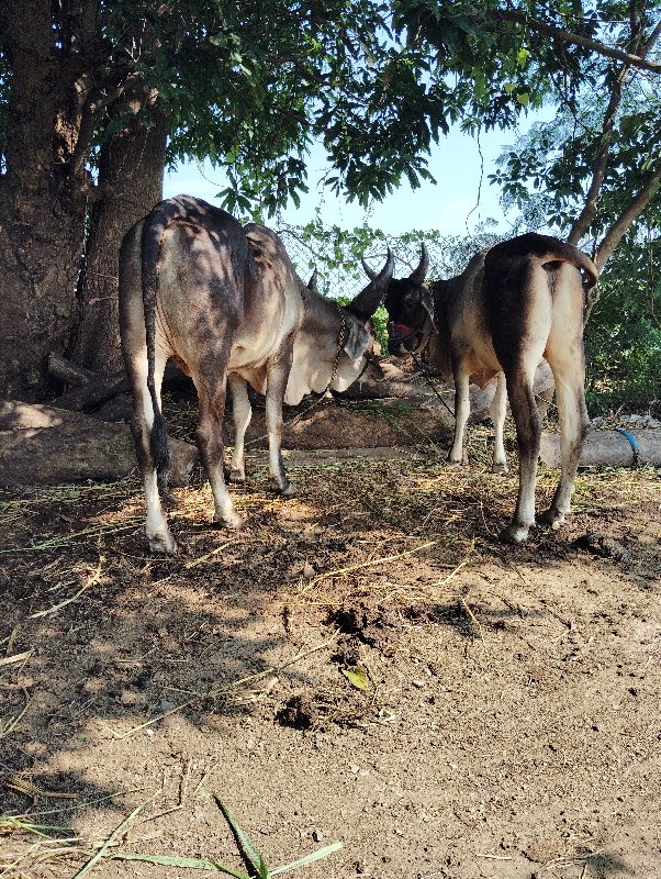 બળદ વઢીયારા