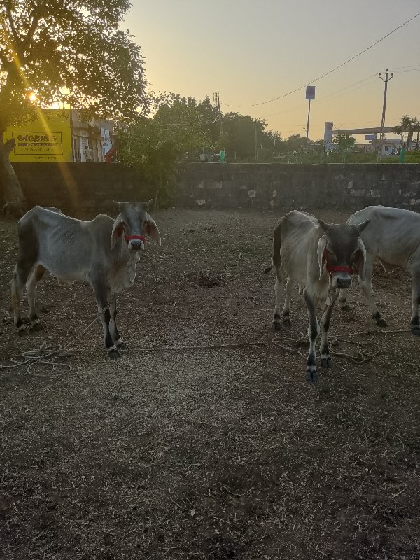 ગોંઢલા વેચવાના...