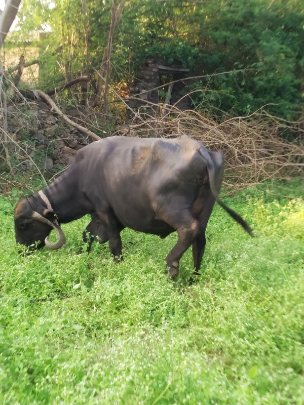 ભેંસ વેચવાની છે...