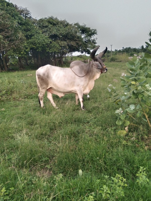 બળદ વેસવાનોસે બ...