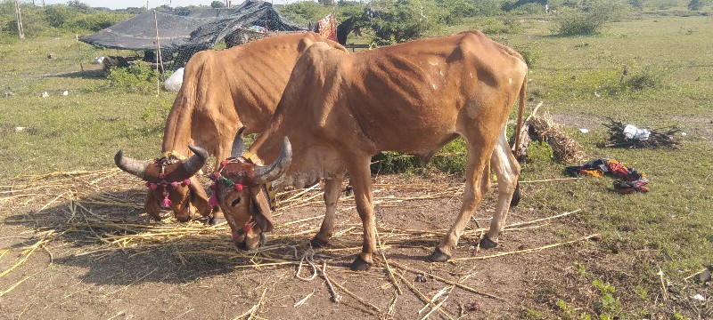 એક વાવણી વાવેલા