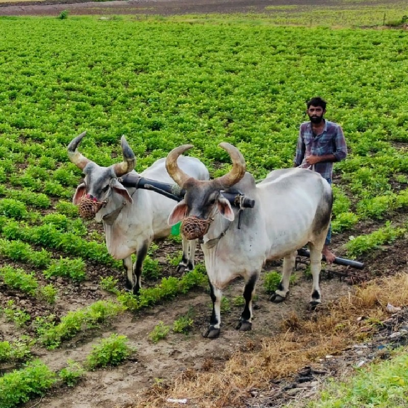 બળદ વેસ્વા ના સ...