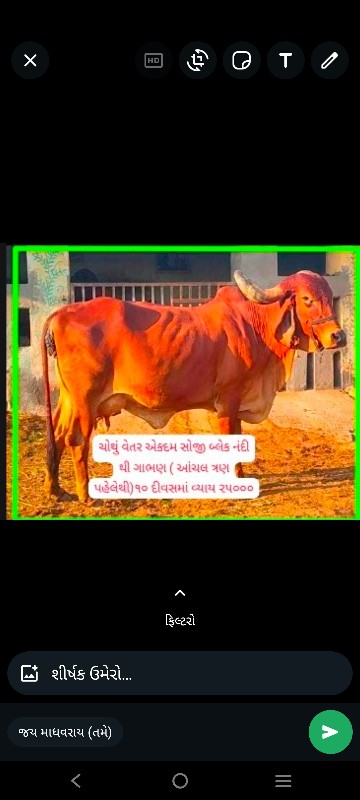 ગાય અને વાછડીઓ...