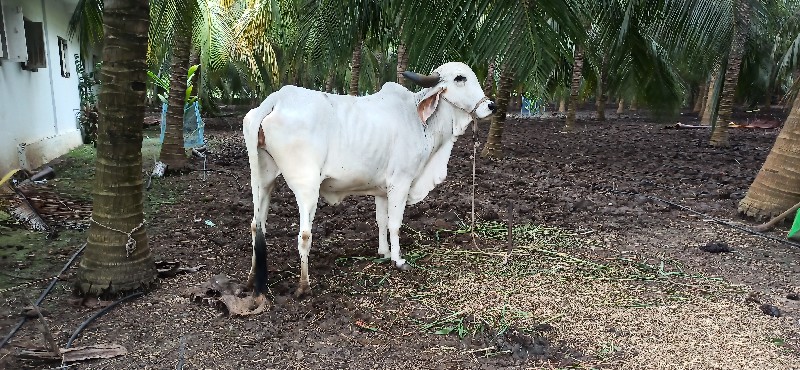 ગાય વેચવાની છે