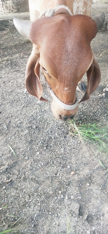 હોડકિ વેચવાની છ...