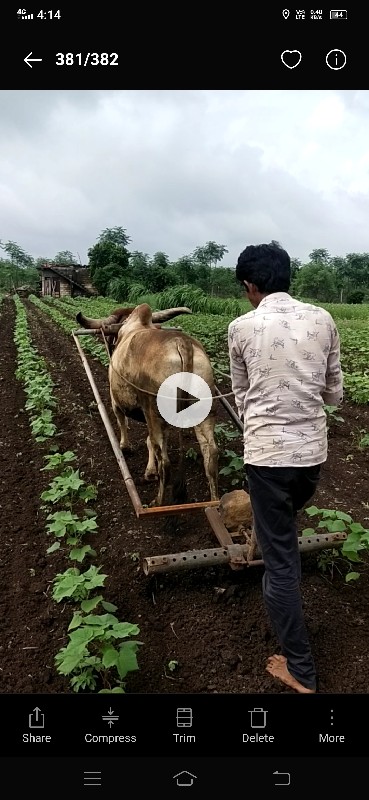 બળદ વેચવાનો છે