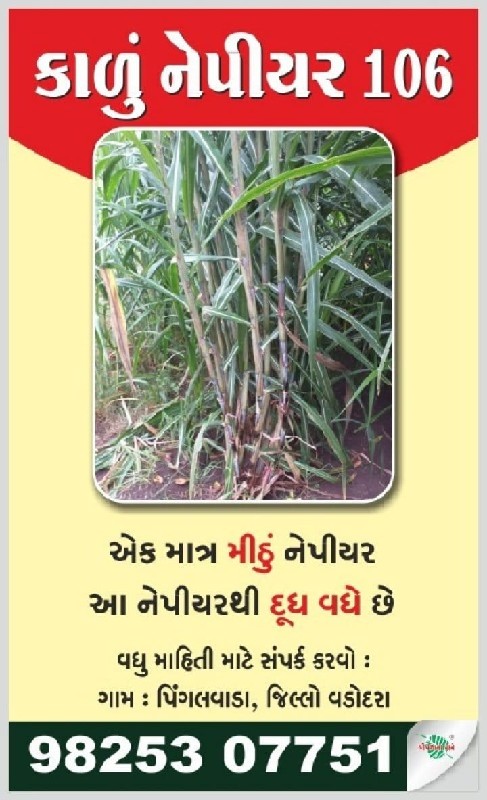 નેપિયર ઘાસ નું...